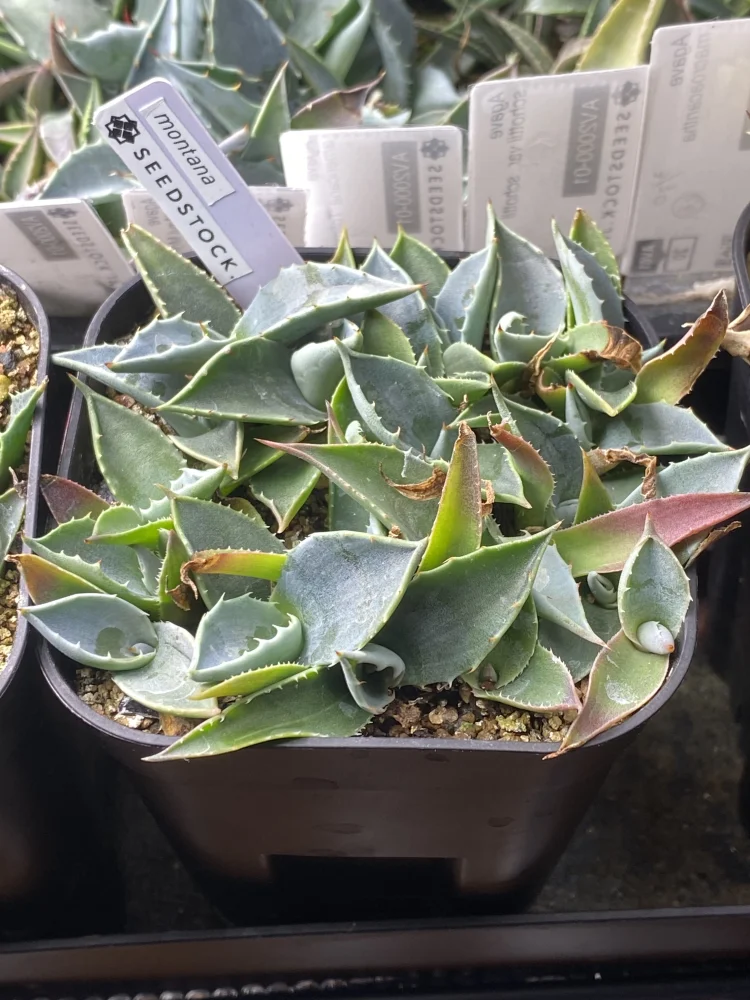 Agave montana (アガベ モンタナ)