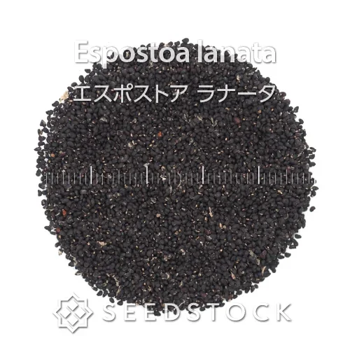 Espostoa lanata (エスポストア ラナータ)