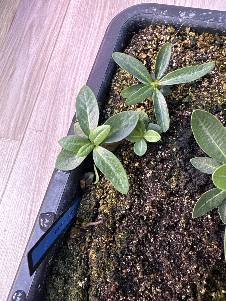Pachypodium succulentum (パキポディウム サキュレンタム)