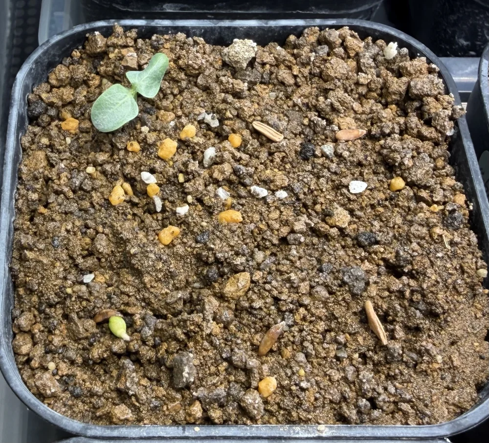 Pachypodium rosulatum ssp. makayense (パキポディウム マカイエンセ)