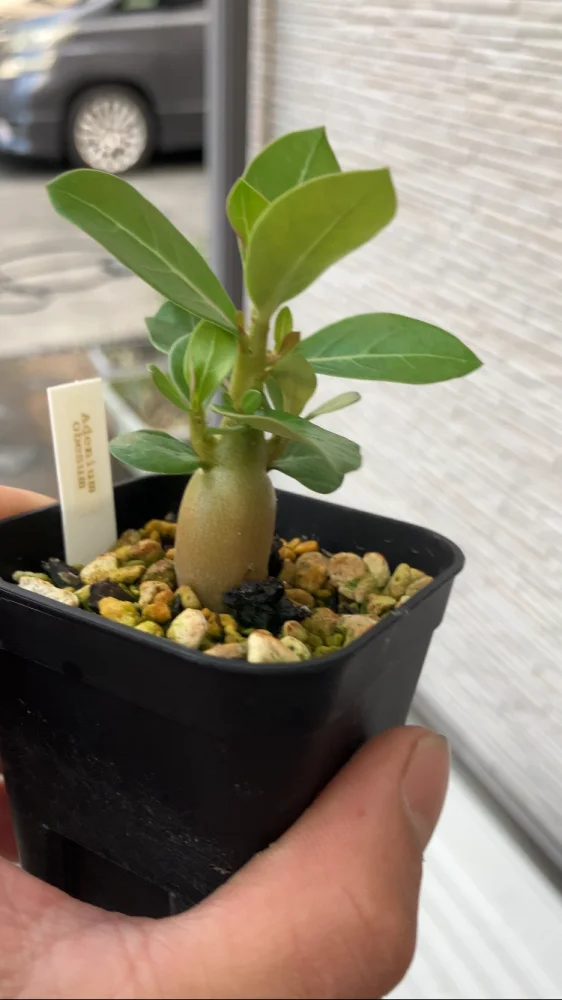 Adenium obesum (アデニウム オベスム)