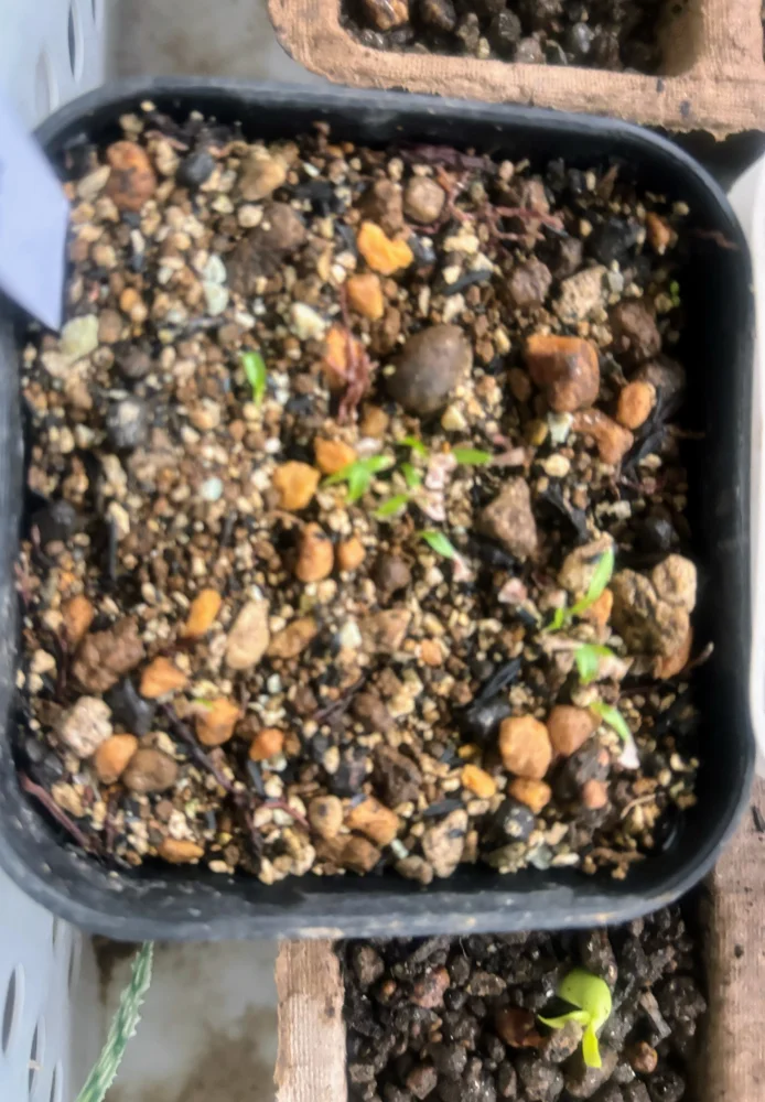 Puya alpestris (プヤ アルペストリス)